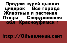 Продам курей цыплят,цицарок. - Все города Животные и растения » Птицы   . Свердловская обл.,Красноуфимск г.